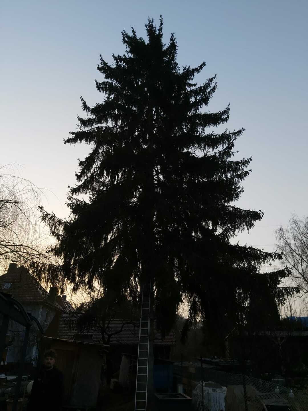 Ein Bild aus der Bildergallerie