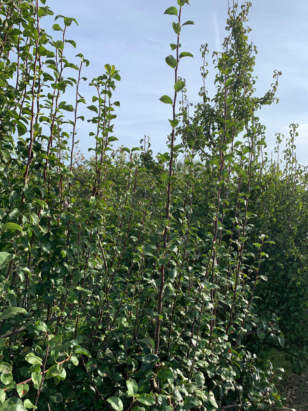 Ein Bild aus der Bildergallerie