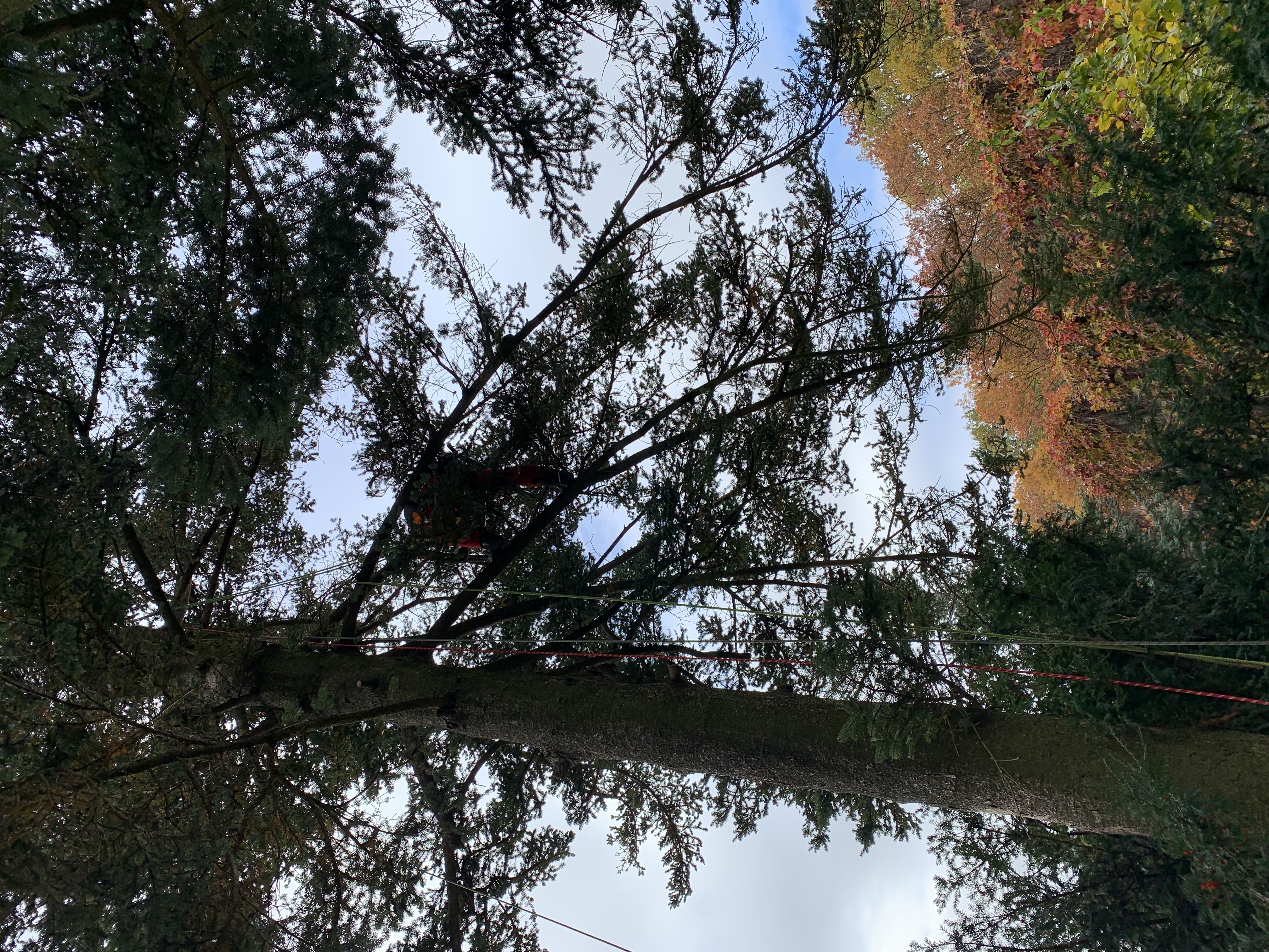 Ein Bild aus der Bildergallerie