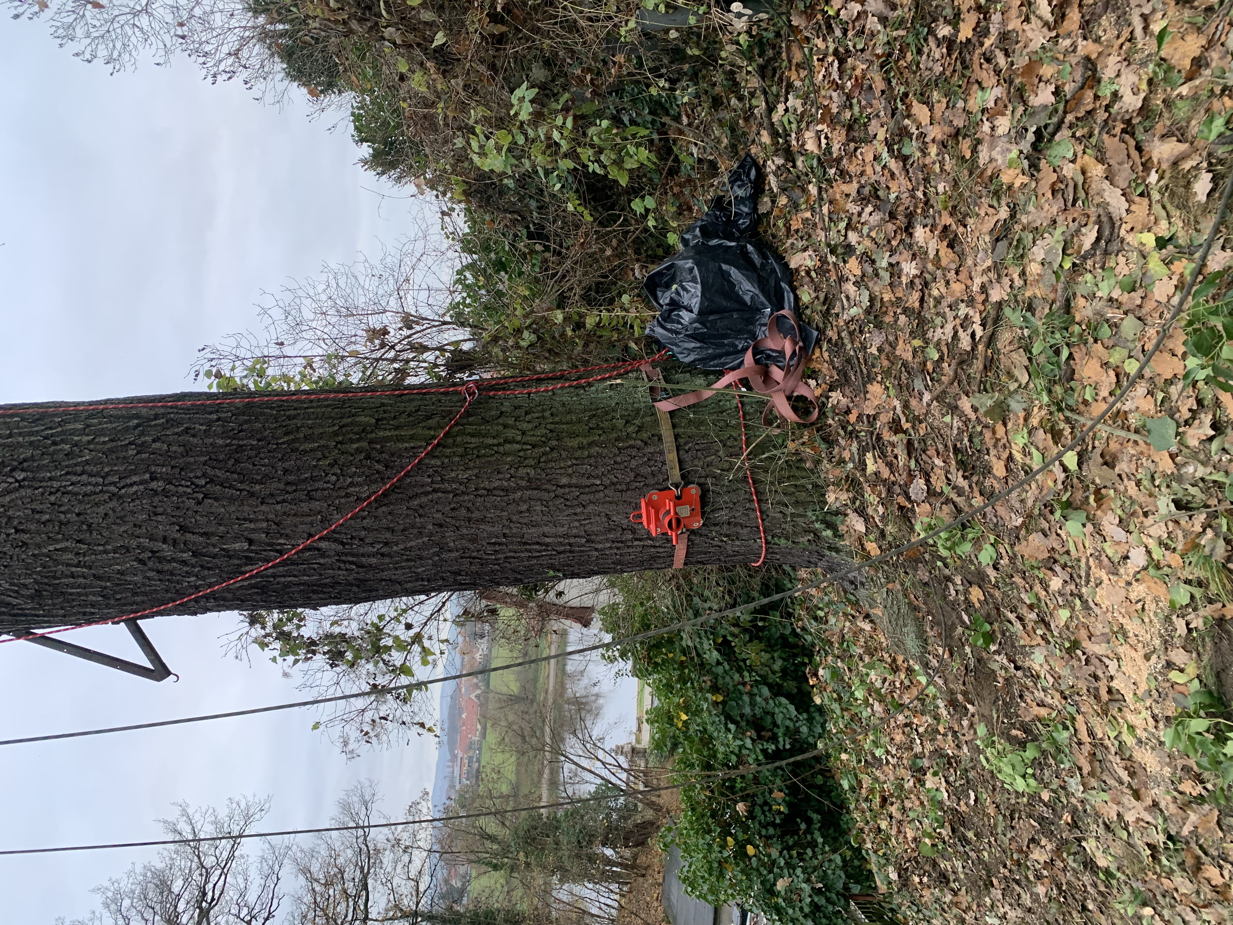 Ein Bild aus der Bildergallerie