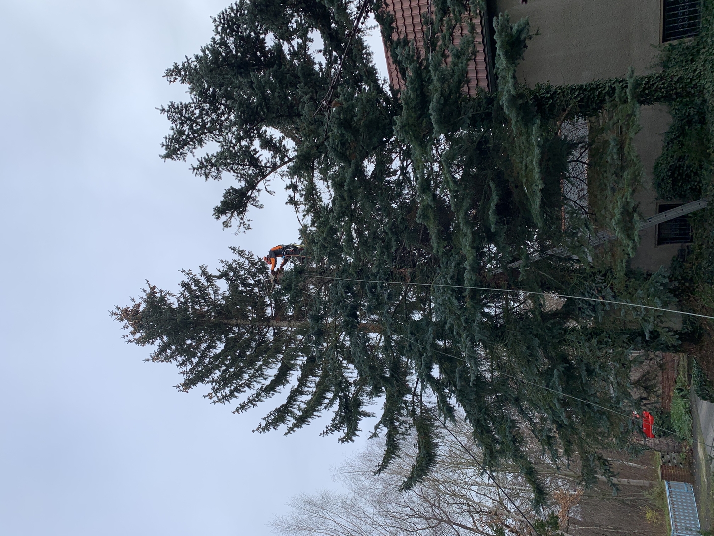 Ein Bild aus der Bildergallerie