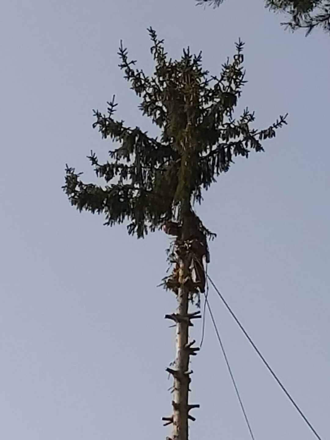 Ein Bild aus der Bildergallerie