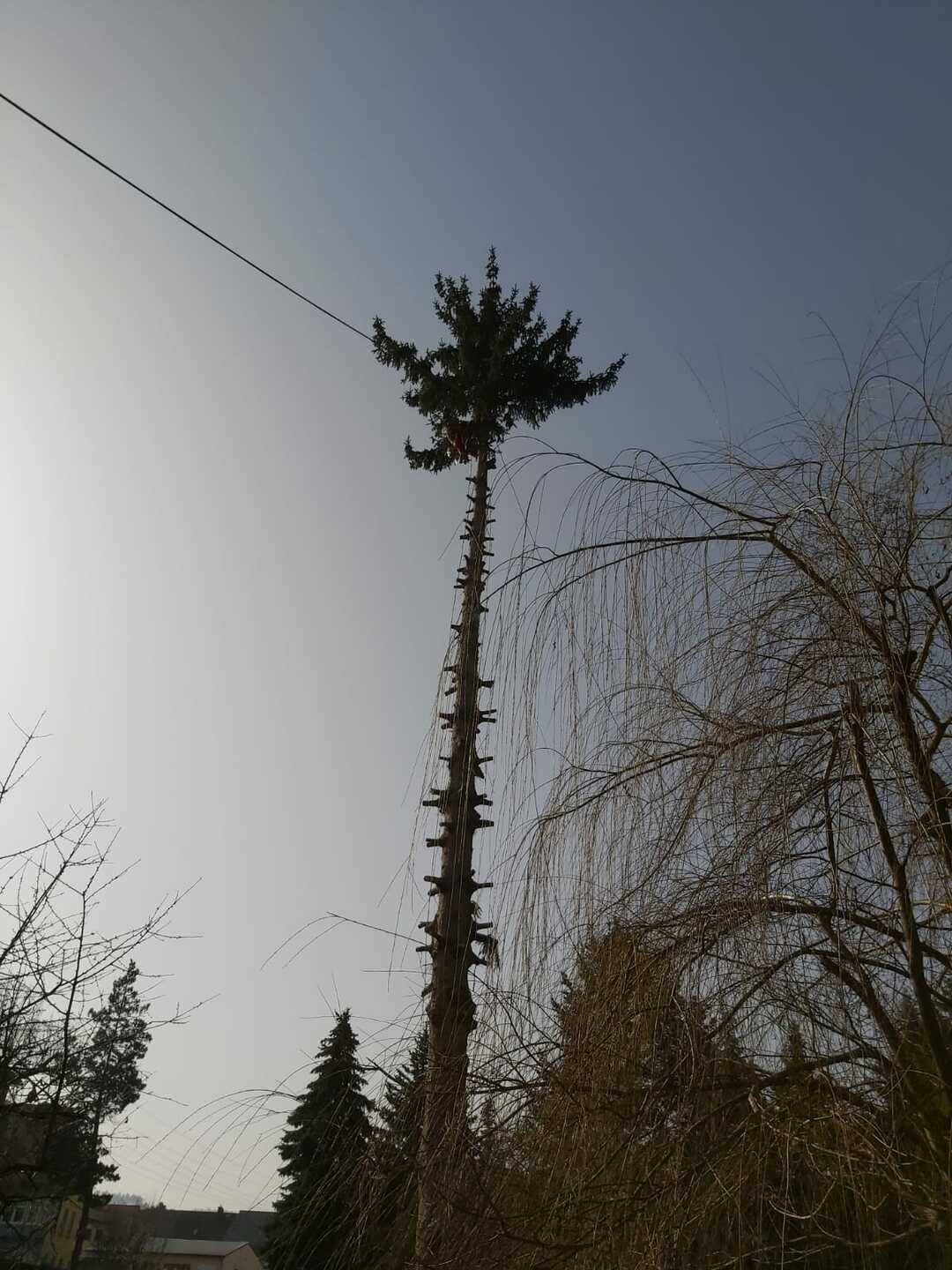 Ein Bild aus der Bildergallerie